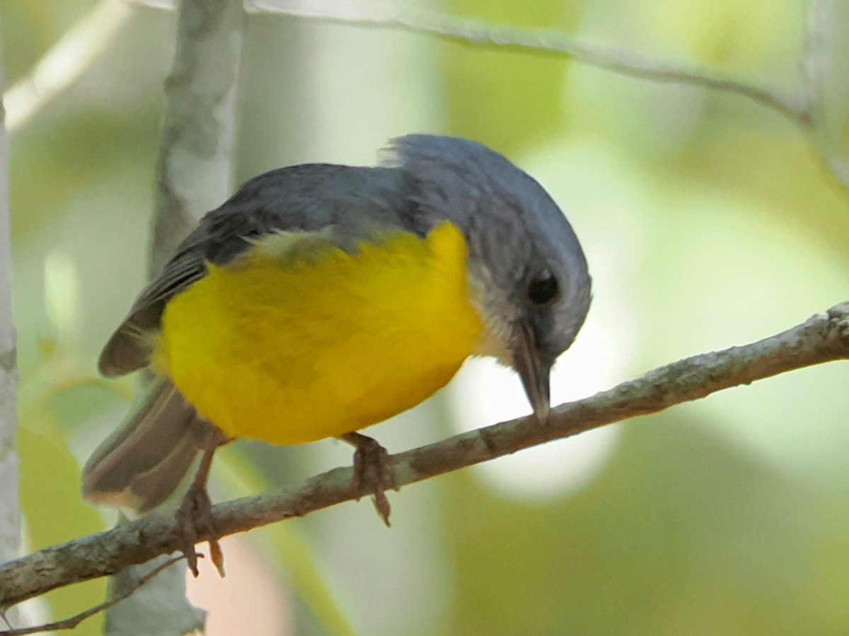 lejsčík žlutý - ML645288686