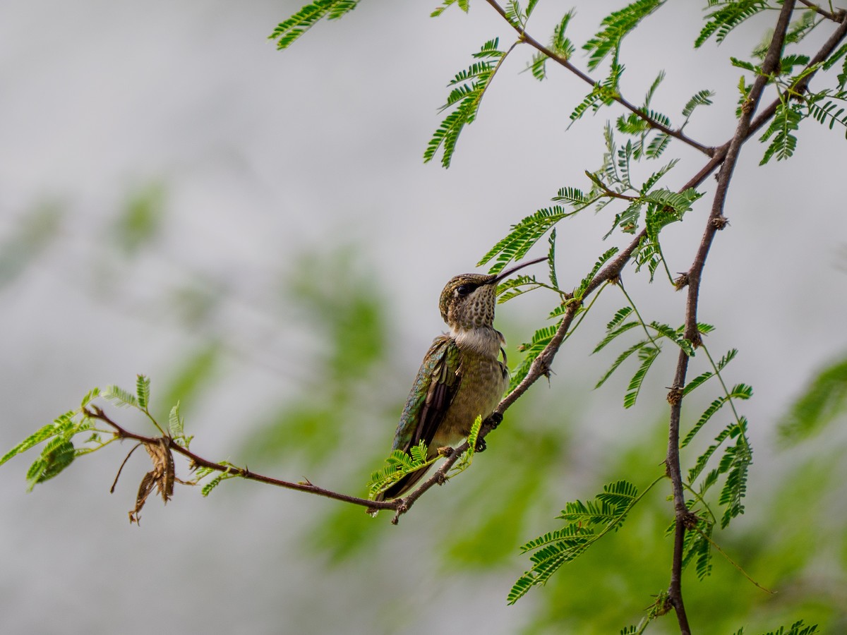 Colibrí Gorjirrubí - ML645288690