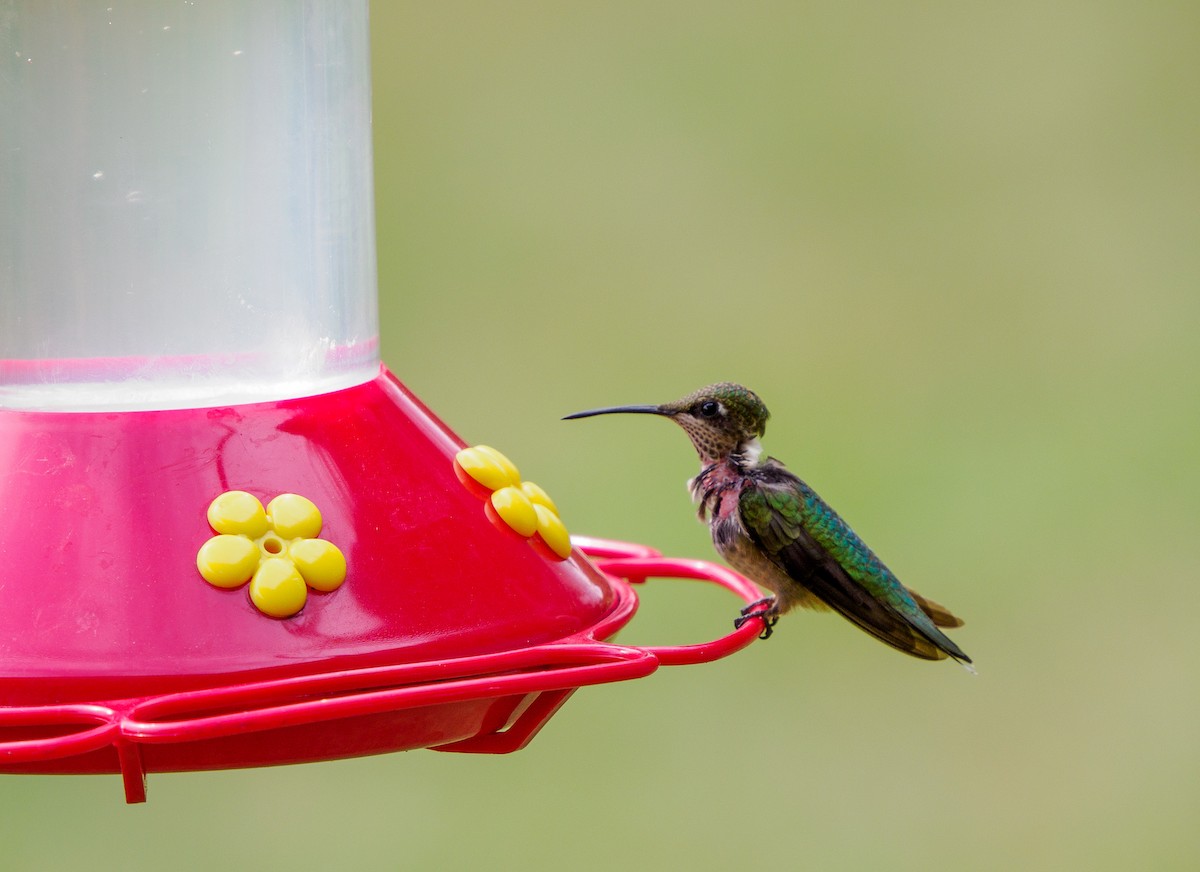 Colibrí Gorjirrubí - ML645288691
