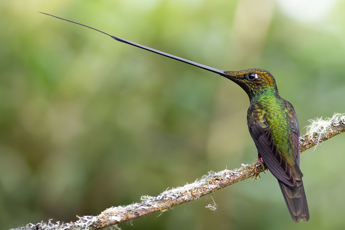 Sword-billed Hummingbird - ML645288693