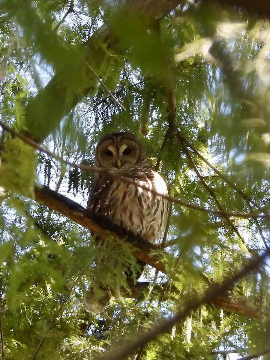 Barred Owl - ML645288717