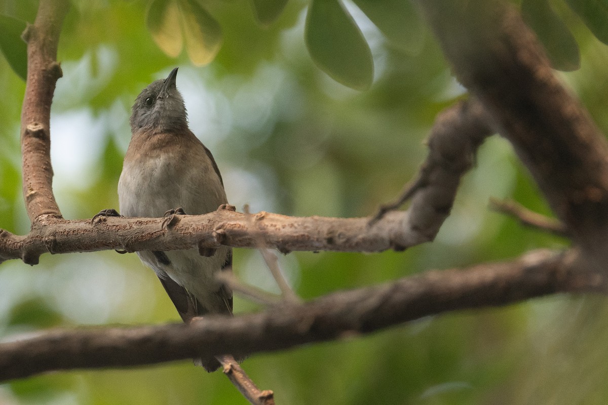 Rufous-banded Honeyeater - ML645288719