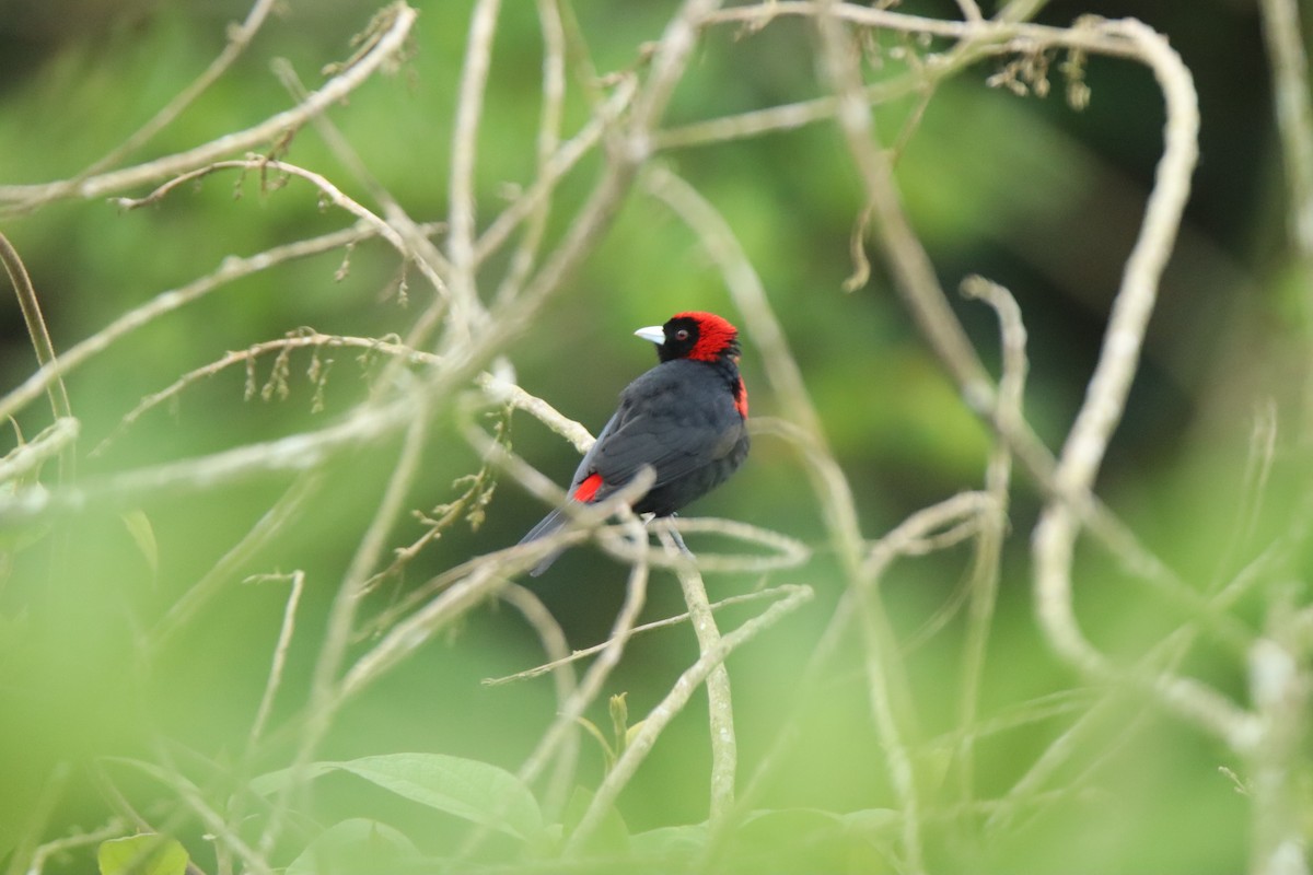 Crimson-collared Tanager - ML645288738