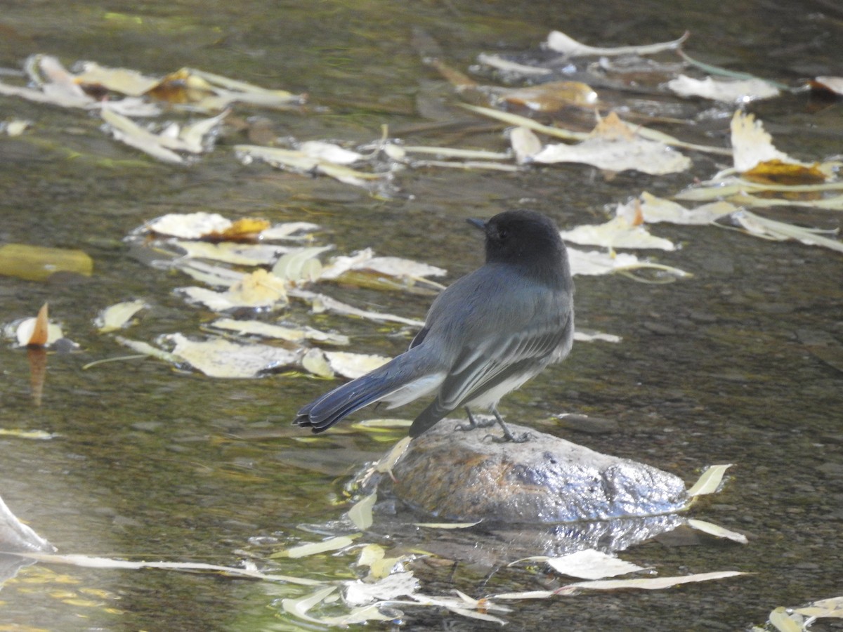 Black Phoebe - ML645288763