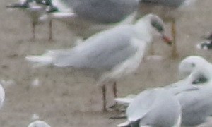 Mediterranean Gull - ML645288765