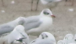 Mediterranean Gull - ML645288766