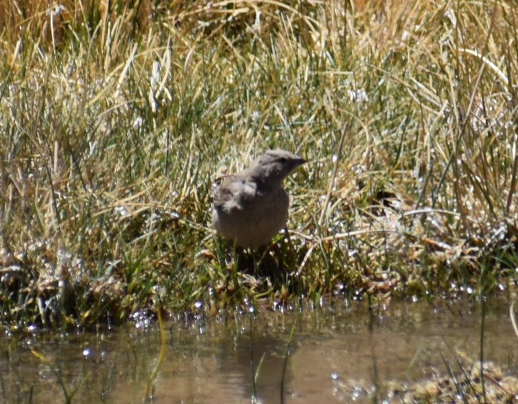 Greater Yellow-Finch - ML645288777