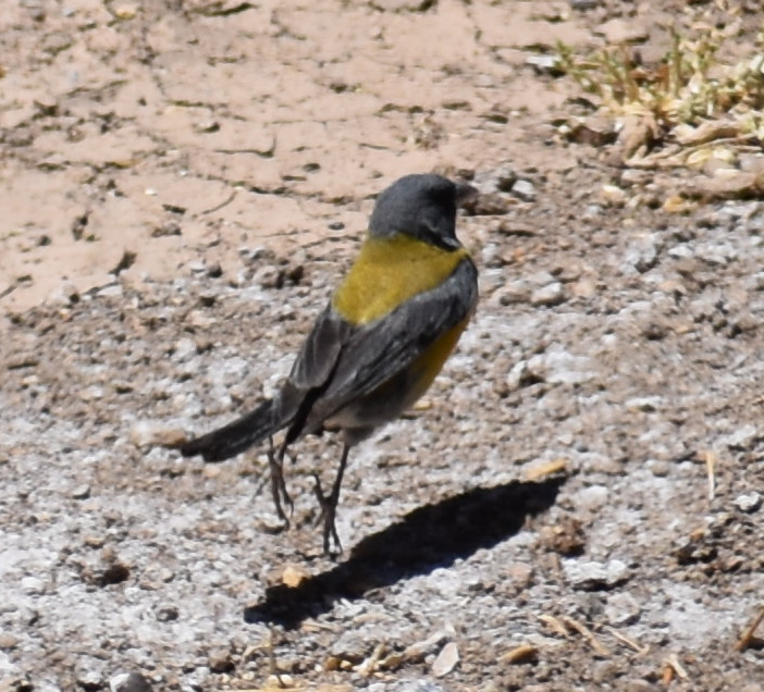 Gray-hooded Sierra Finch - ML645288802