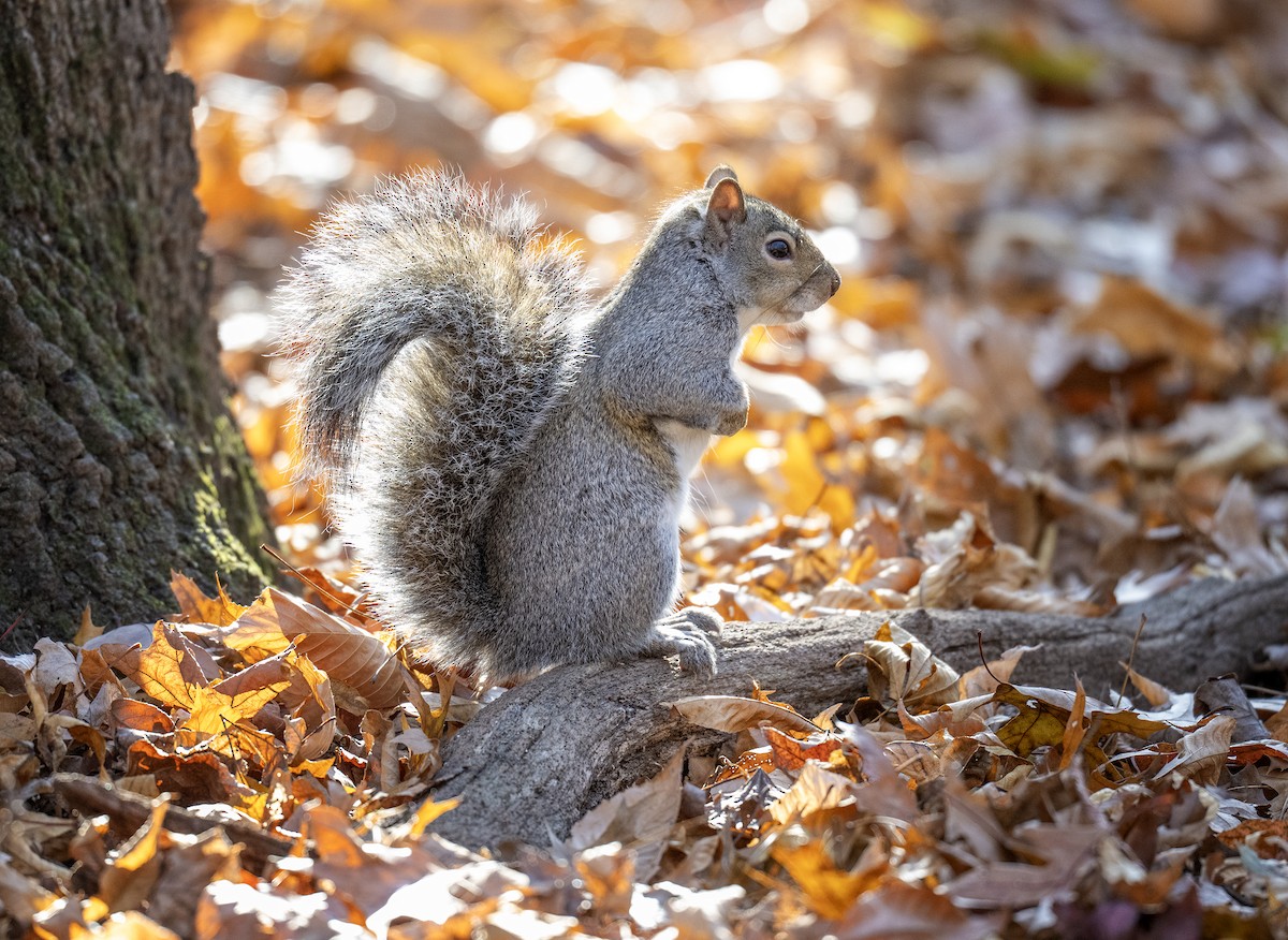Eastern Gray Squirrel - ML645288854