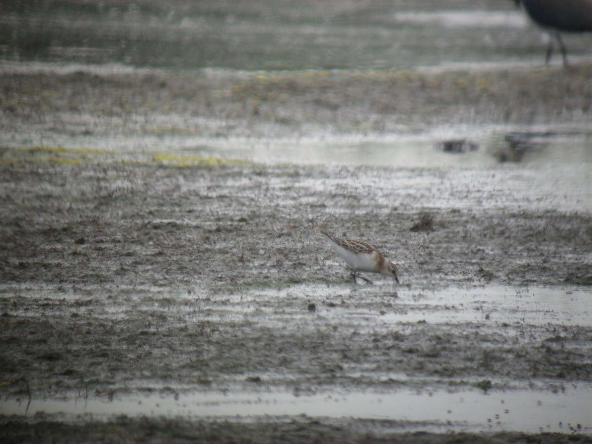 ヨーロッパトウネン - ML645288855