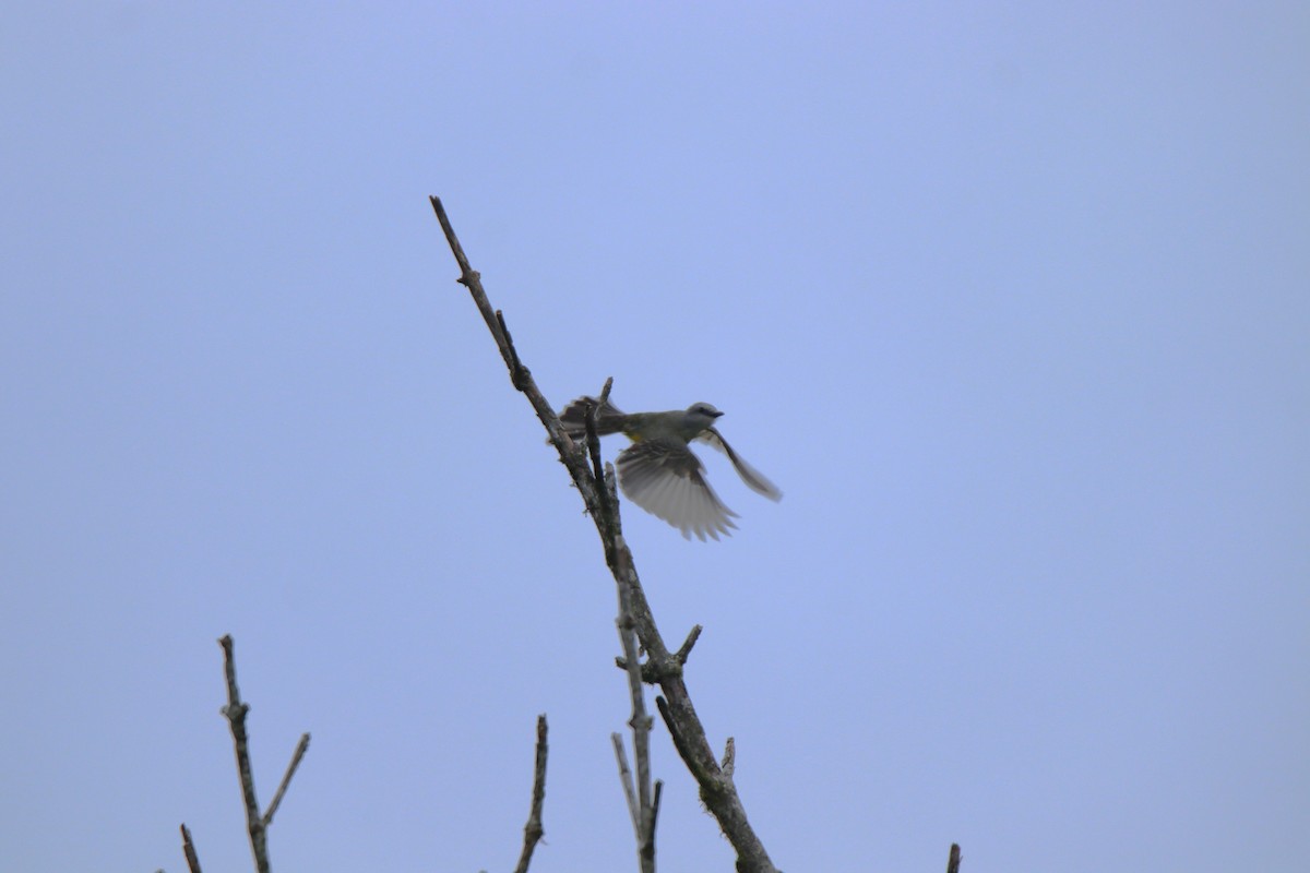 Tropical Kingbird - ML645288857