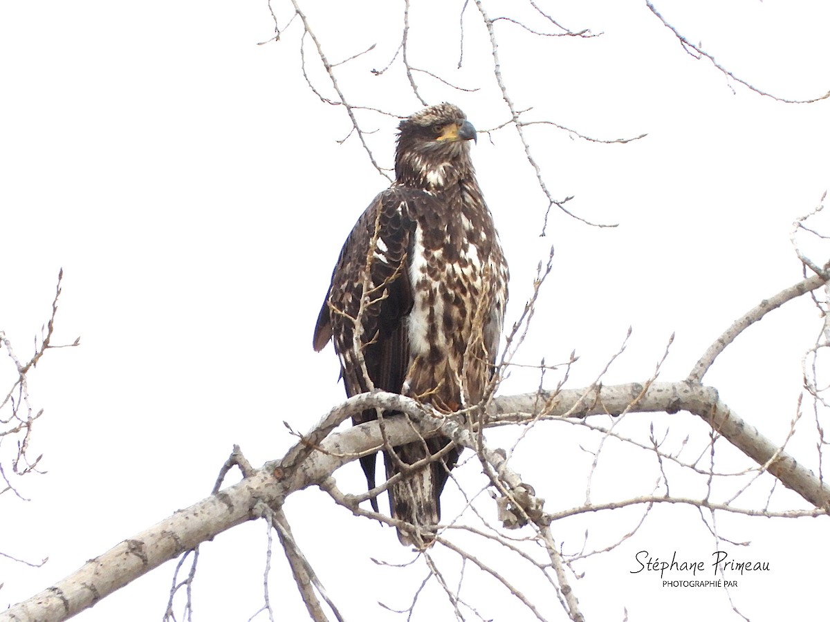 Bald Eagle - ML645288885