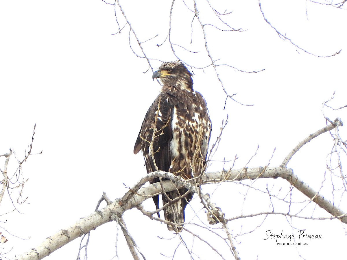 Bald Eagle - ML645288887