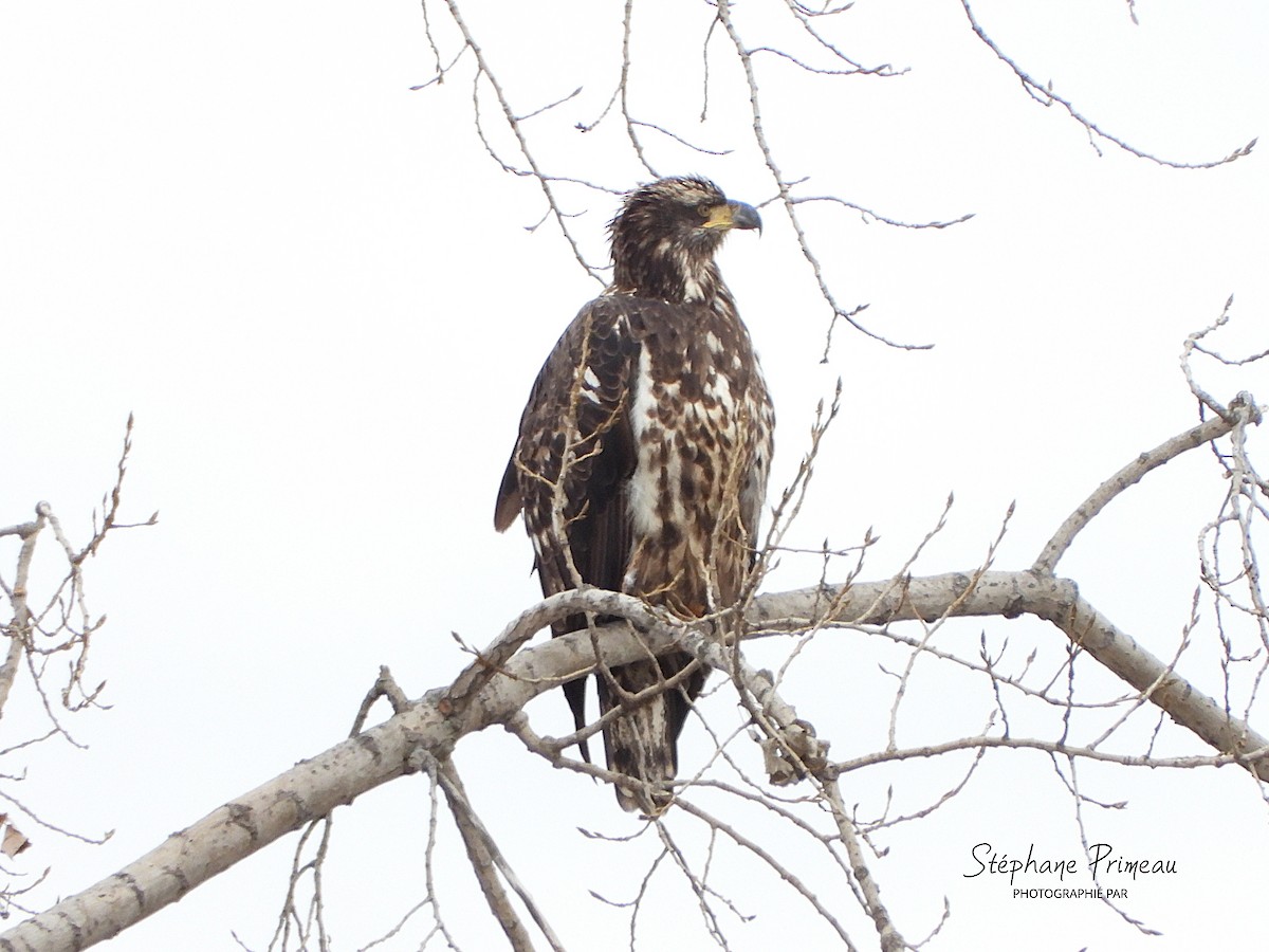 Bald Eagle - ML645288888