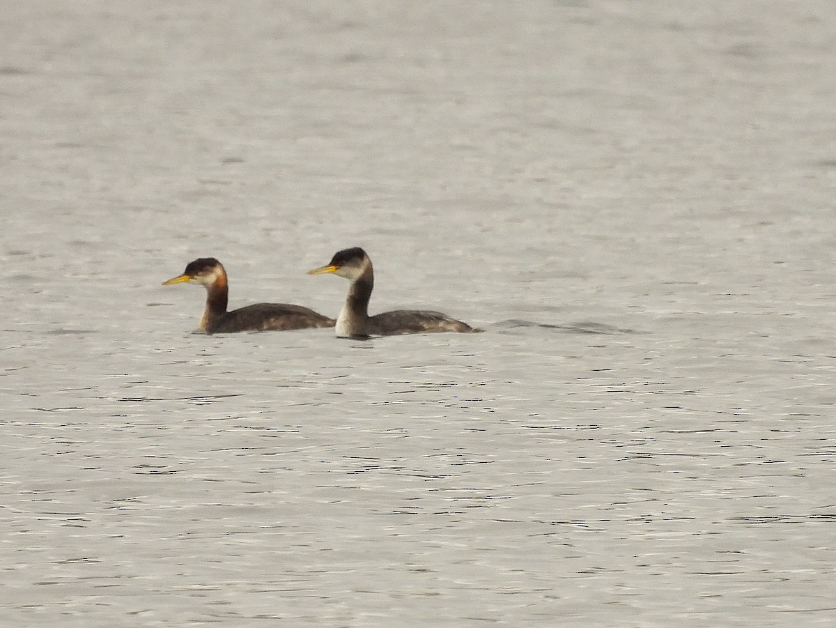Red-necked Grebe - ML645288936