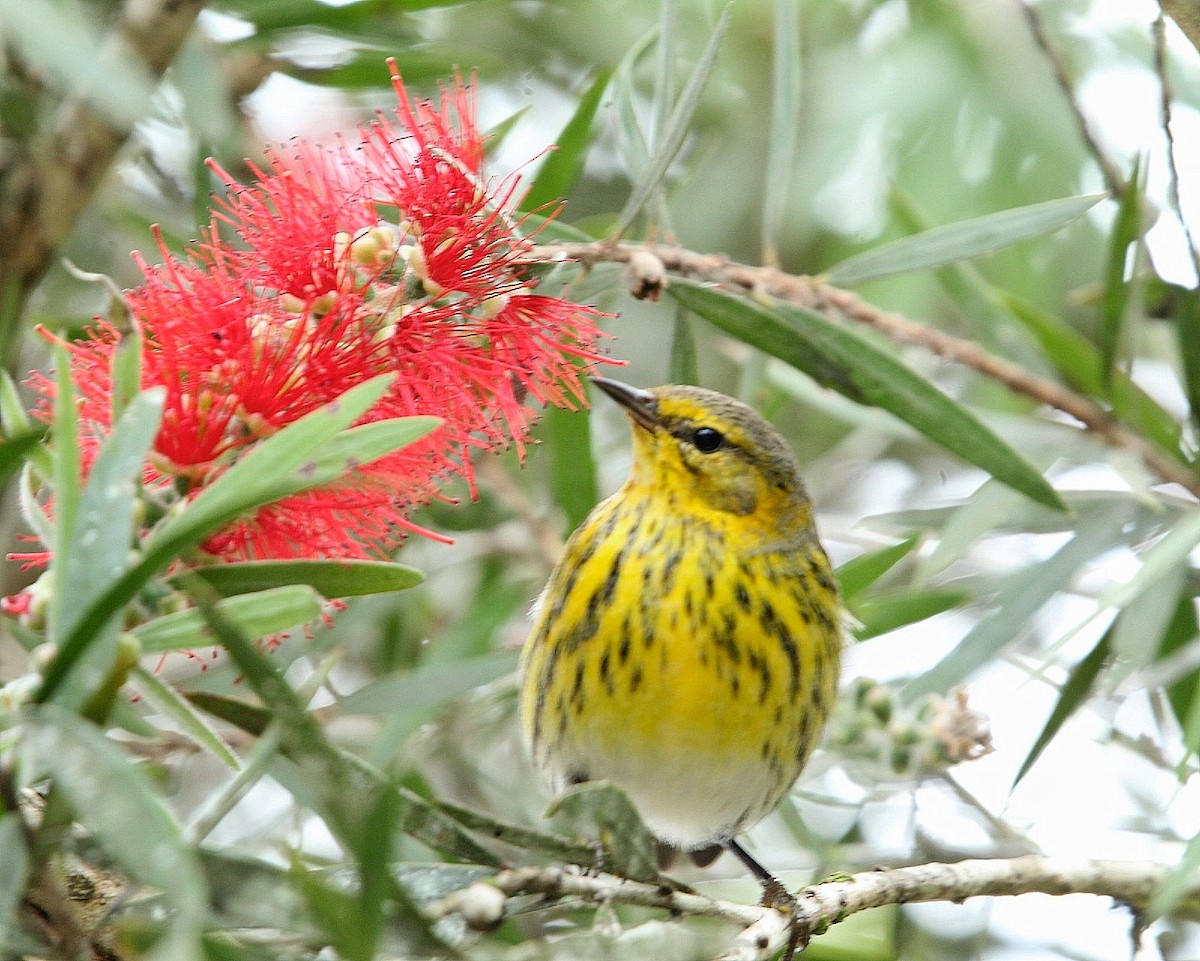 Cape May Warbler - ML645288970