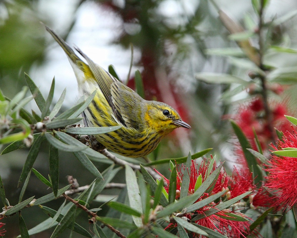 Cape May Warbler - ML645288972