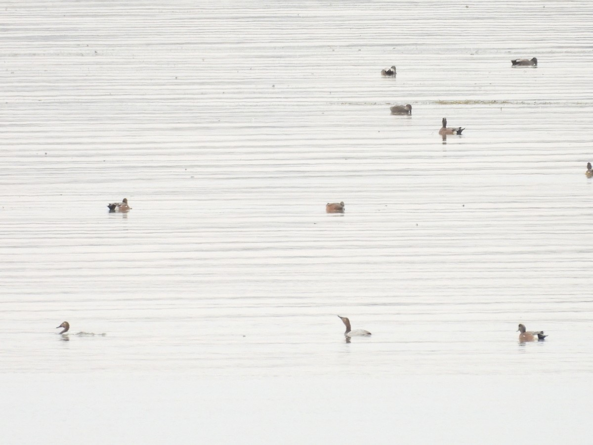 Büyük Elmabaş - ML645289008