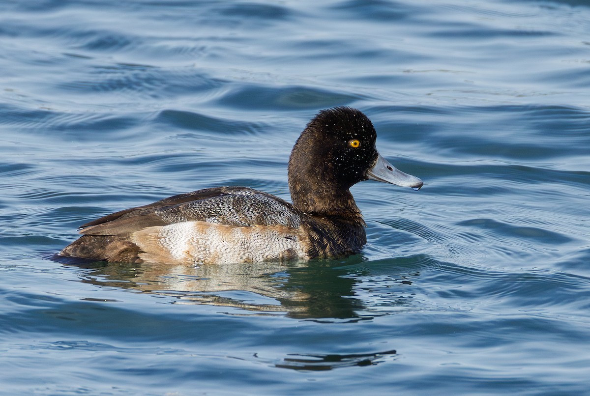 スズガモ - ML645289023