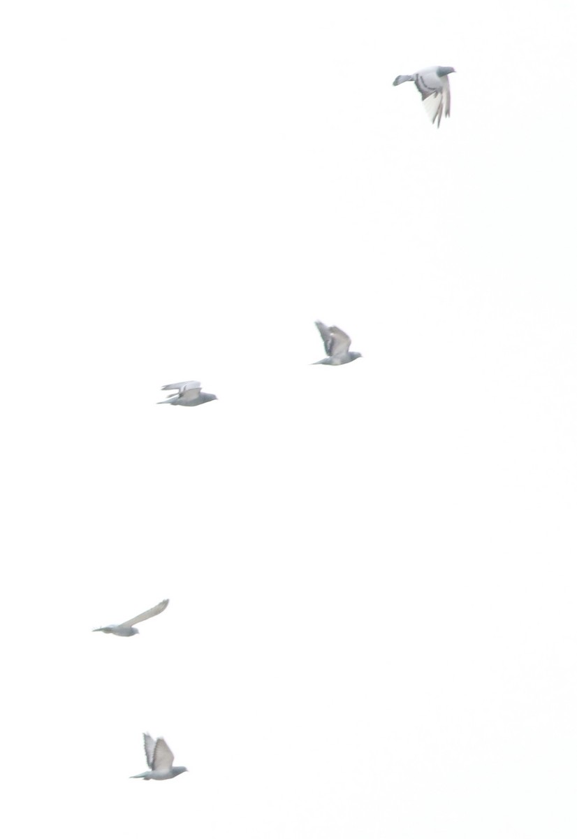 Kaya Güvercini (evcil tip) - ML645289028