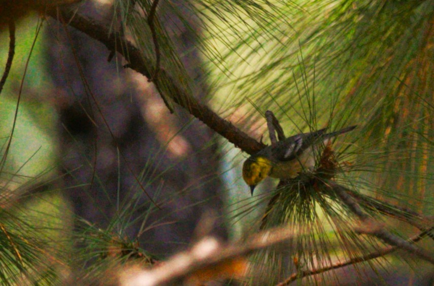 Paruline à tête jaune - ML645289046