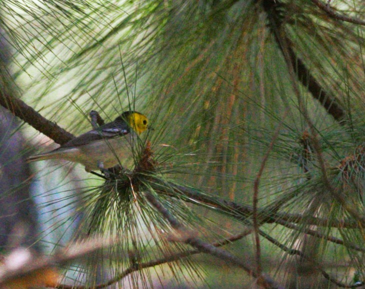 Paruline à tête jaune - ML645289047