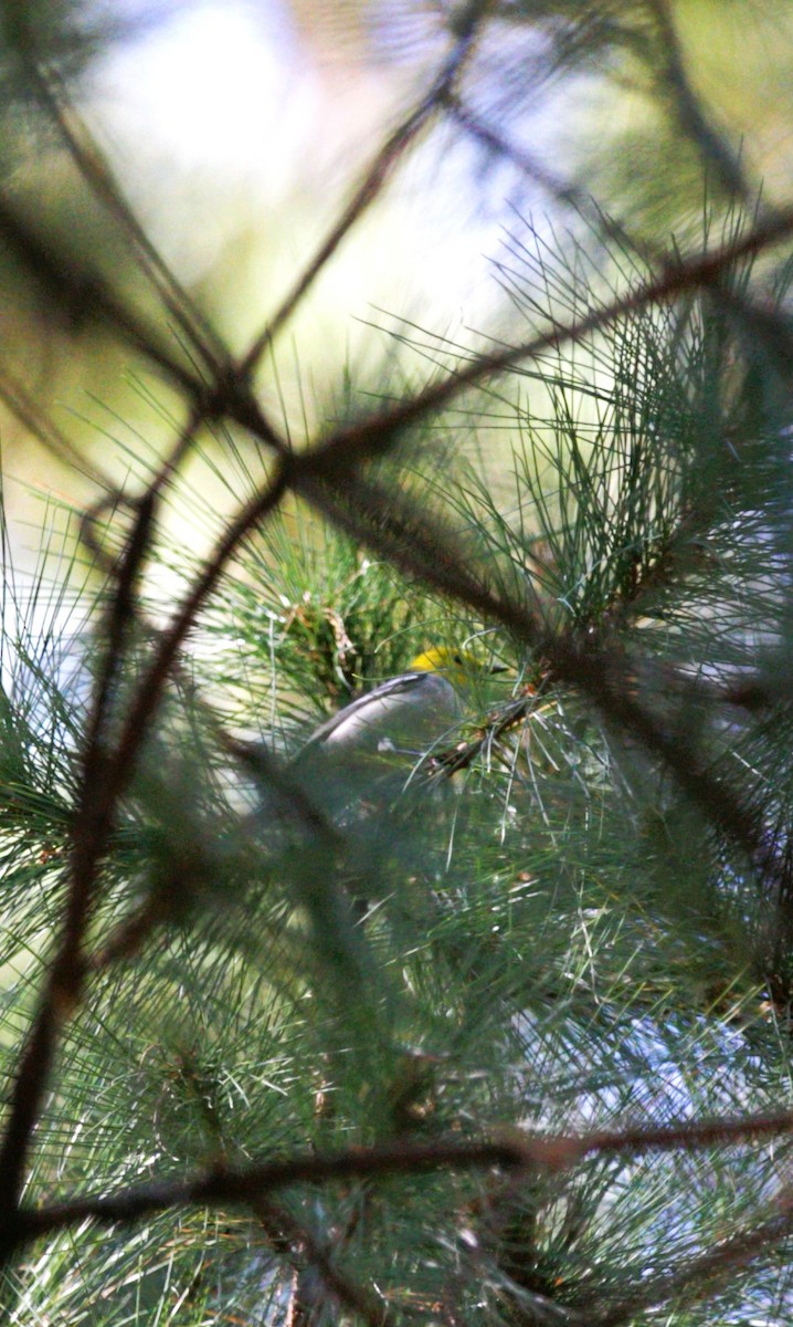 Paruline à tête jaune - ML645289048