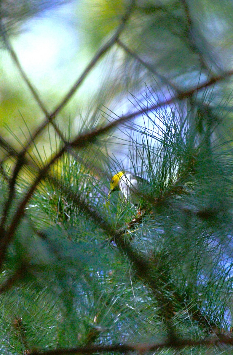 Paruline à tête jaune - ML645289049