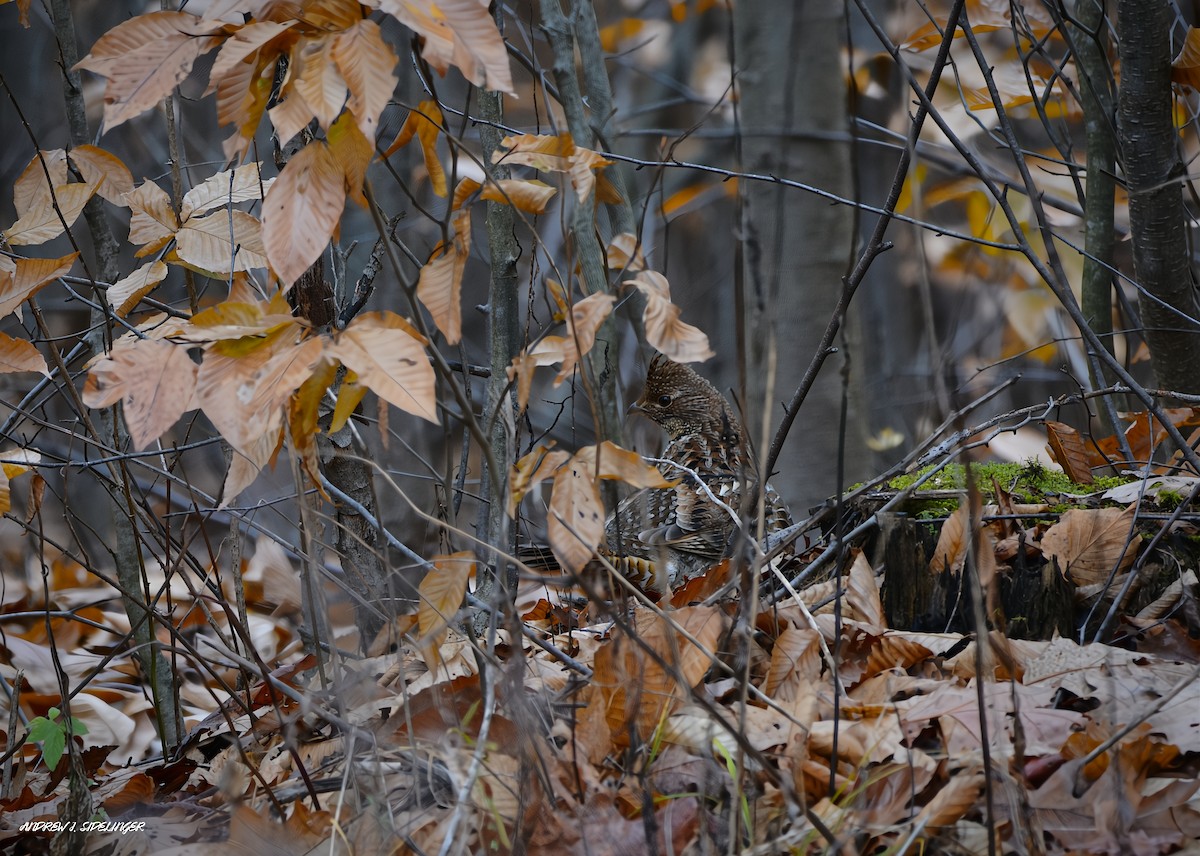 jeřábek kanadský - ML645289072