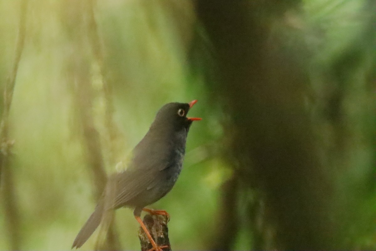 Slaty-backed Nightingale-Thrush - ML645289089