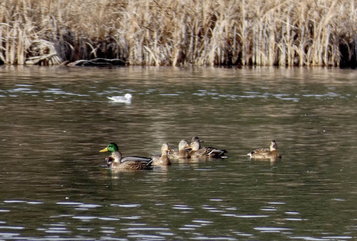 Bonaparte's Gull - ML645289118