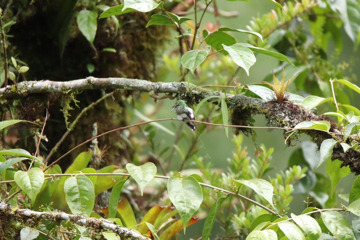 Coppery-headed Emerald - ML645289148