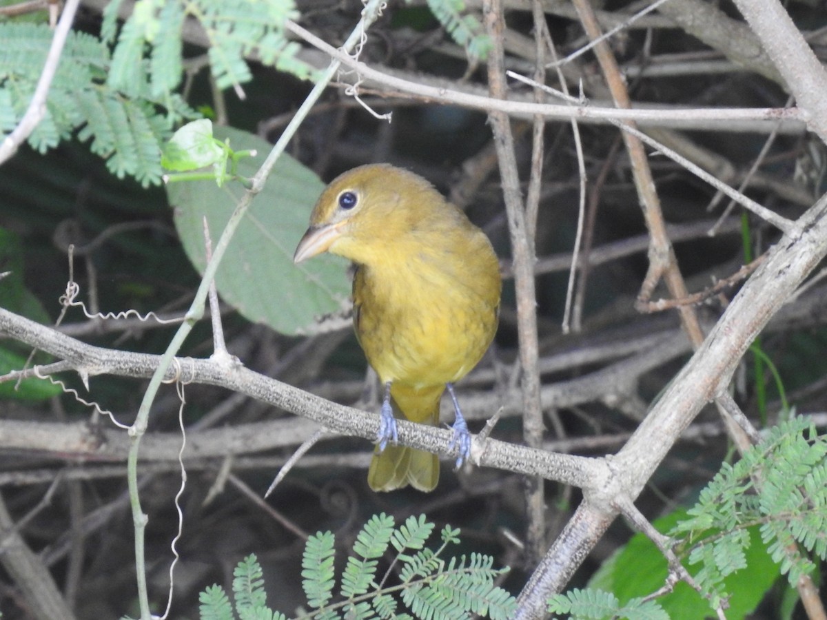 Summer Tanager - ML645289150