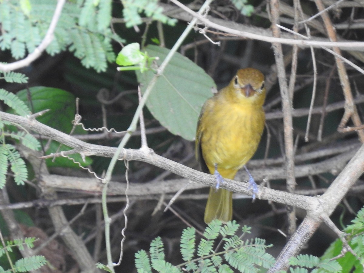 Summer Tanager - ML645289151