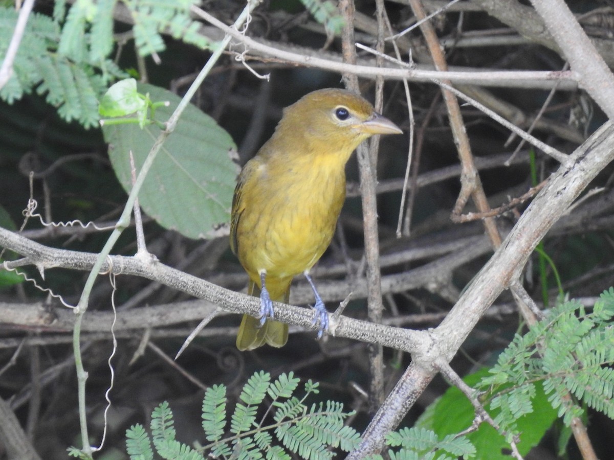 Summer Tanager - ML645289152