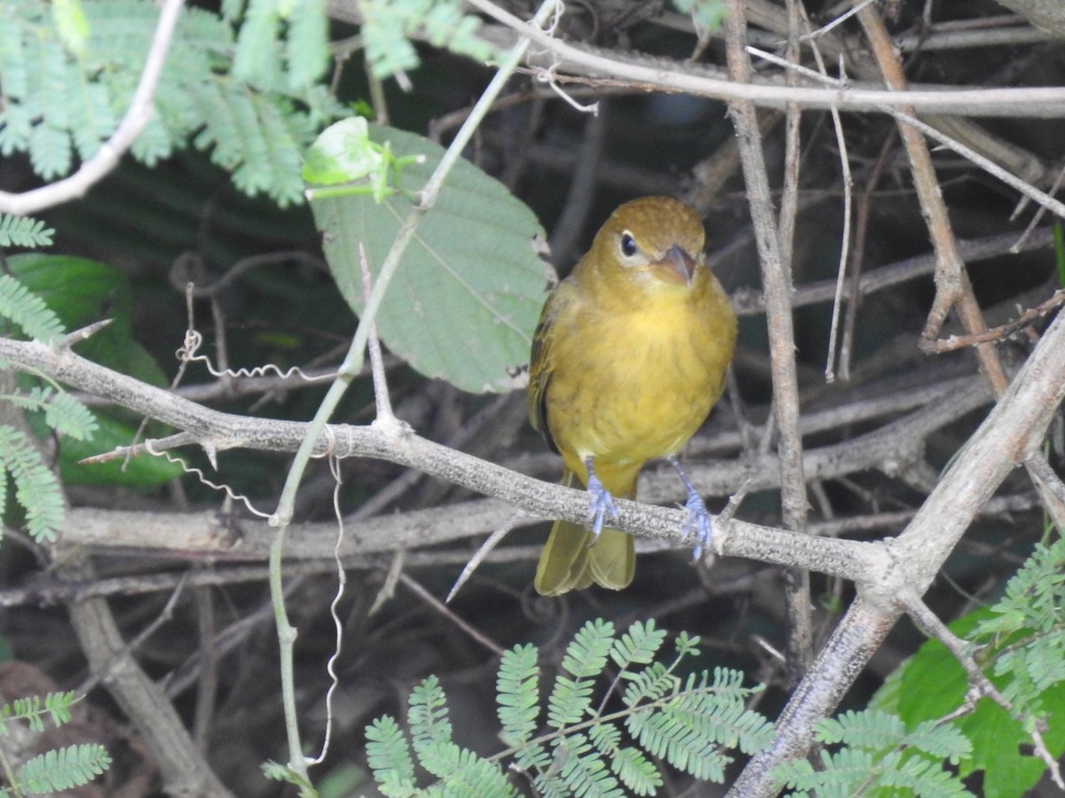 Summer Tanager - ML645289154