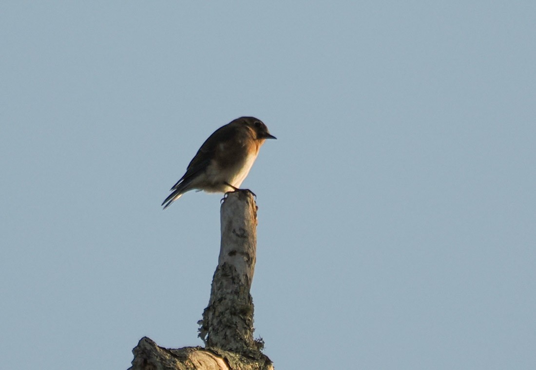 Eastern Bluebird - ML645289167