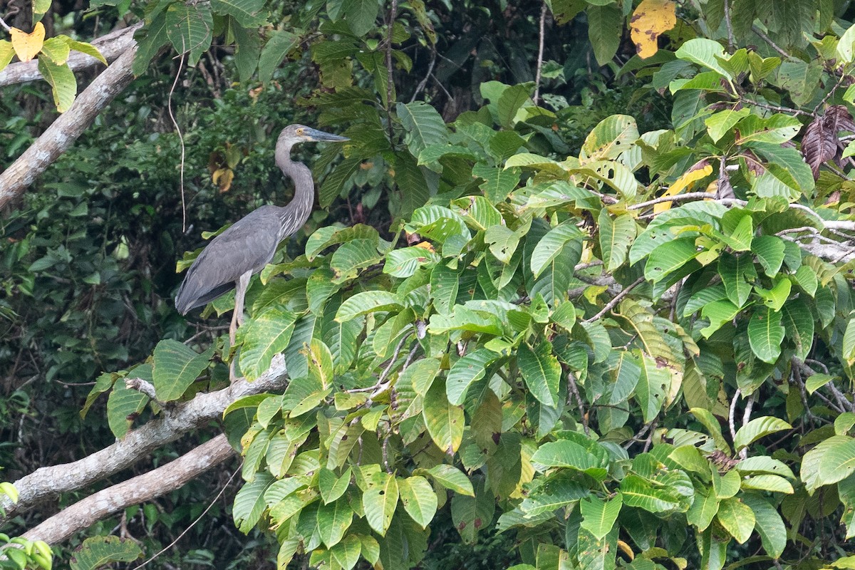 Great-billed Heron - ML645289171