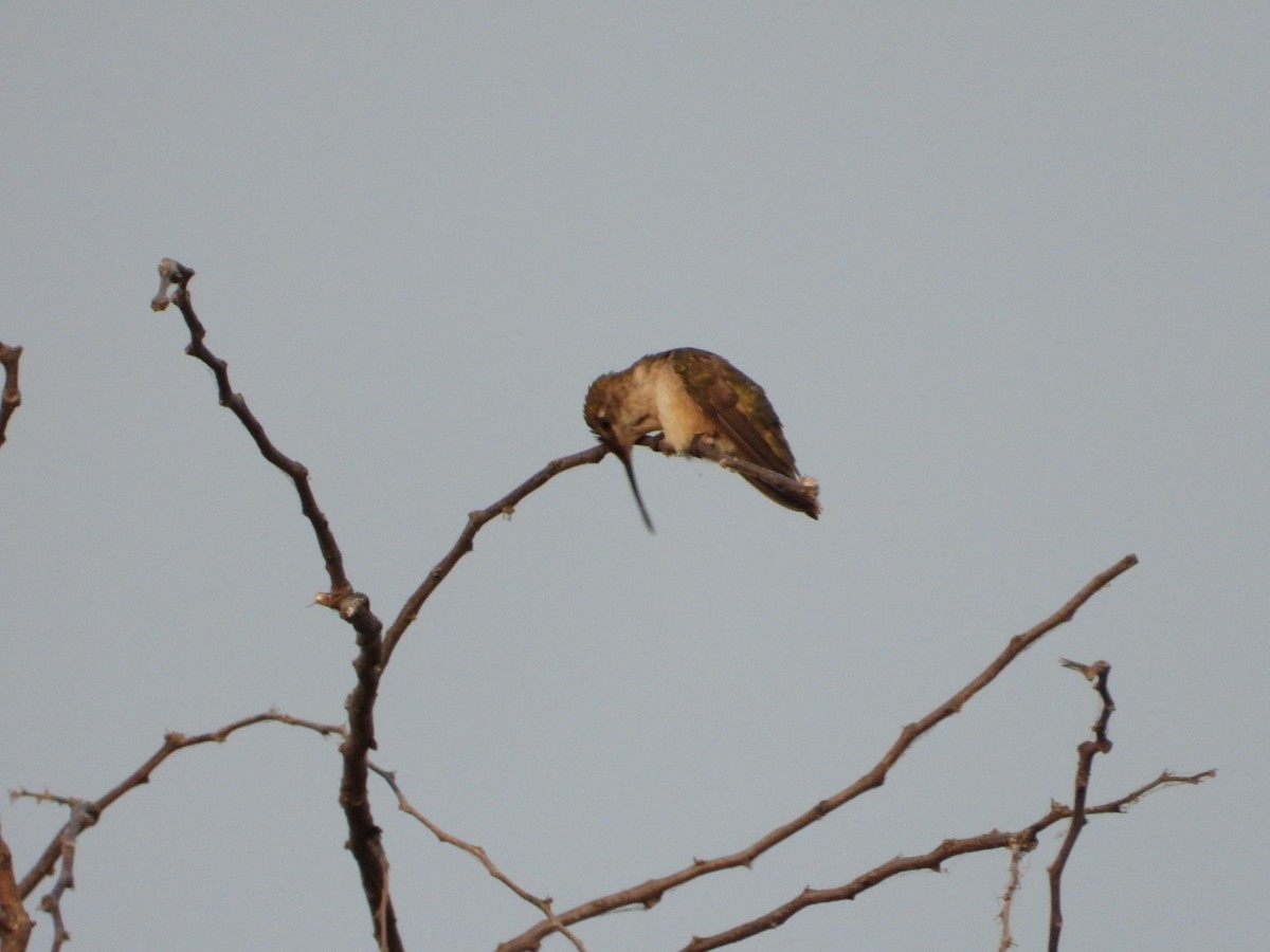 Colibrí Gorjirrubí - ML645289172