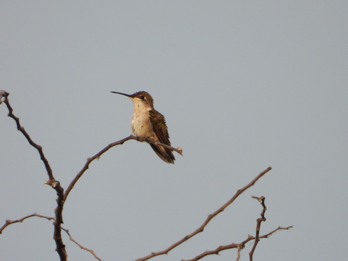 Colibrí Gorjirrubí - ML645289173