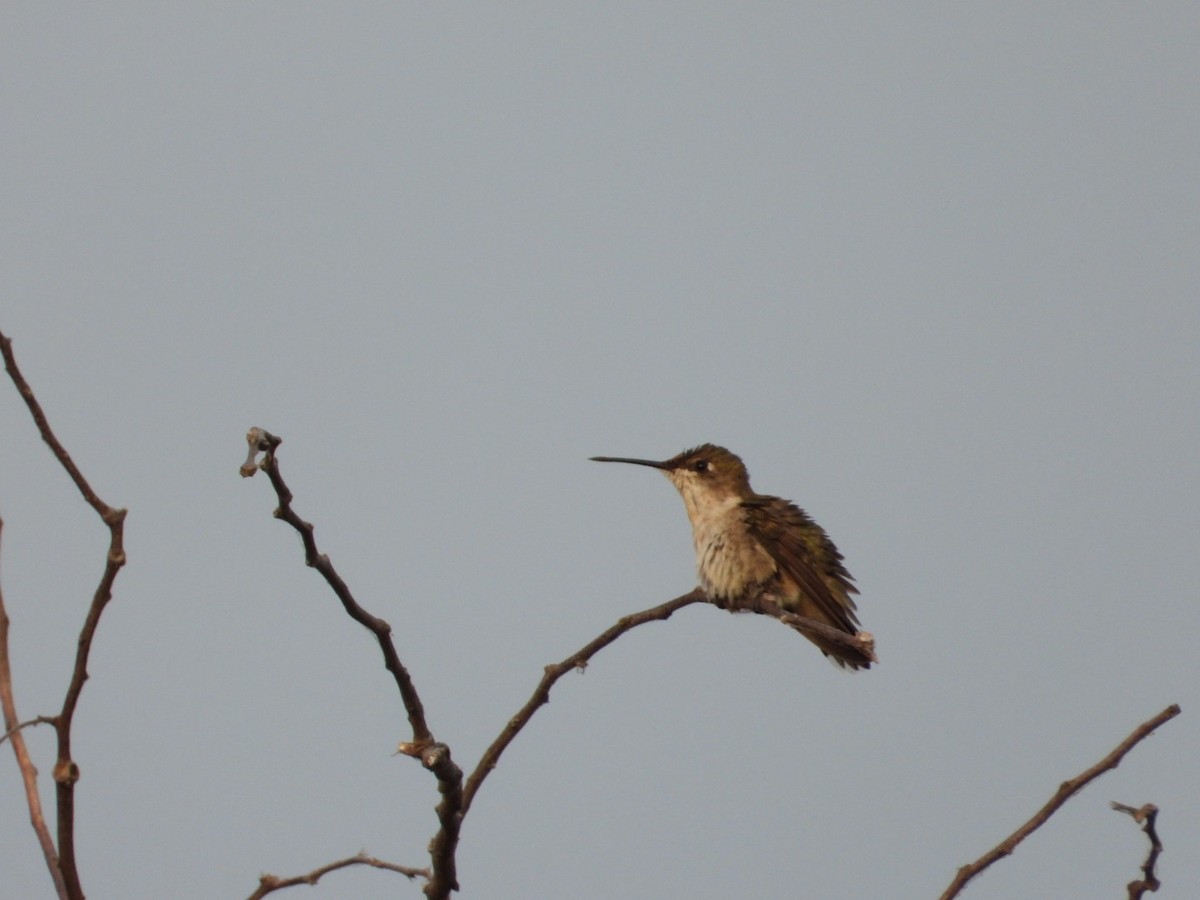 Colibrí Gorjirrubí - ML645289174