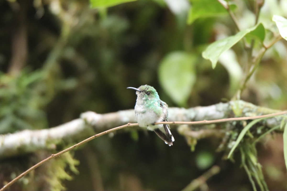Coppery-headed Emerald - ML645289175