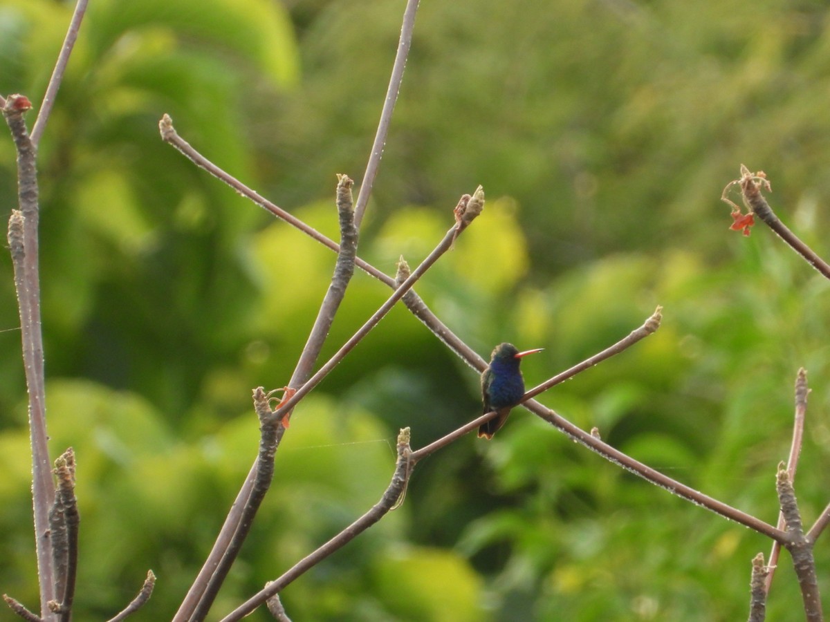 Blaugesichtkolibri - ML645289194