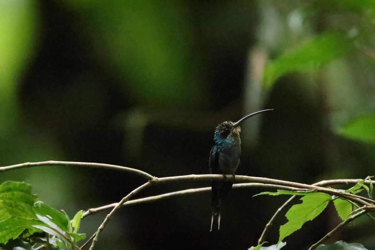 Green Hermit - ML645289195