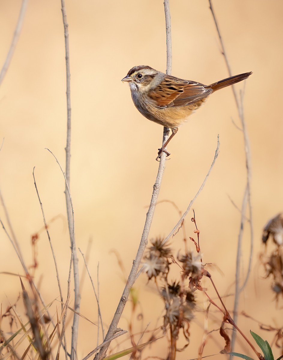 Swamp Sparrow - ML645289196