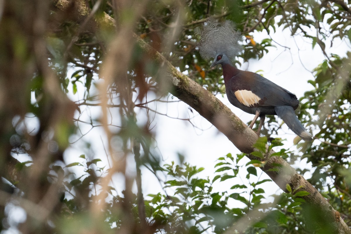 Sclater's Crowned-Pigeon - ML645289197