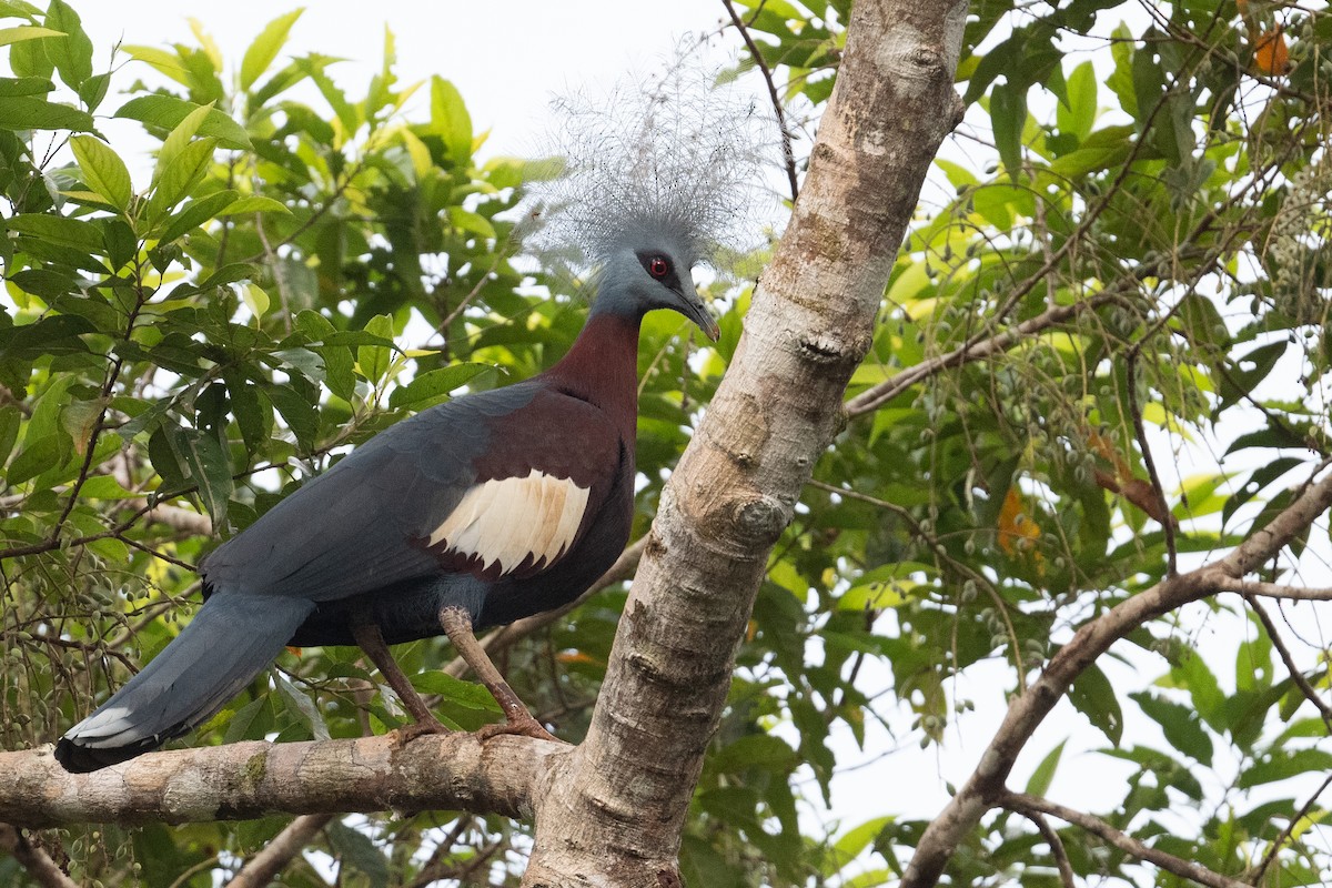 Sclater's Crowned-Pigeon - ML645289198