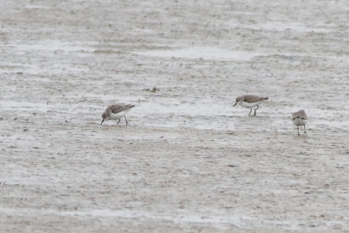 ヨーロッパトウネン - ML645289199