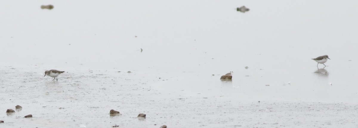 ヨーロッパトウネン - ML645289200