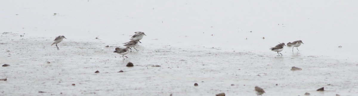 ヨーロッパトウネン - ML645289201